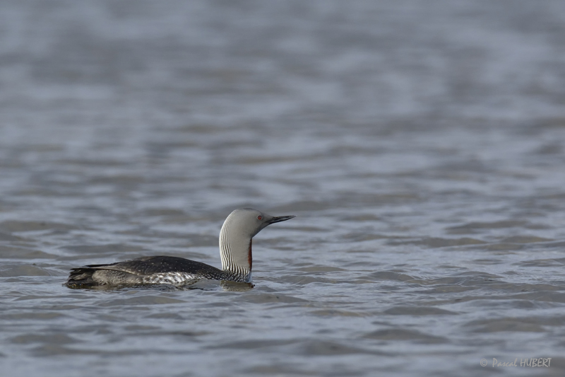 HBT HJATLAND BIRDS 2015-021.JPG