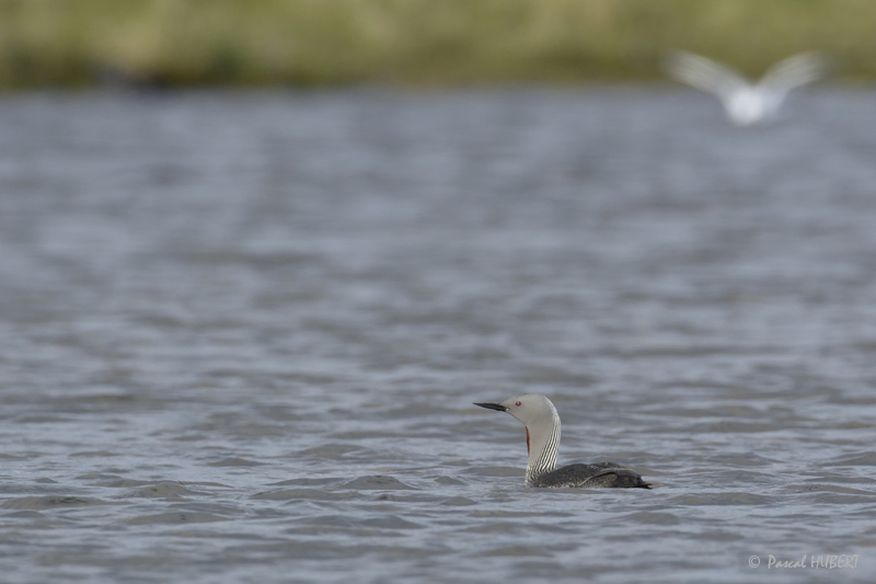 HBT HJATLAND BIRDS 2015-022.JPG