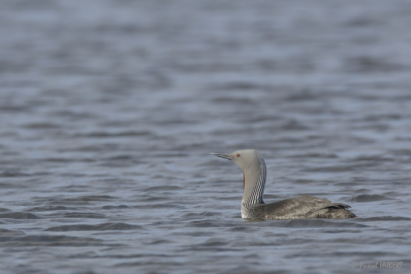 HBT HJATLAND BIRDS 2015-023.JPG