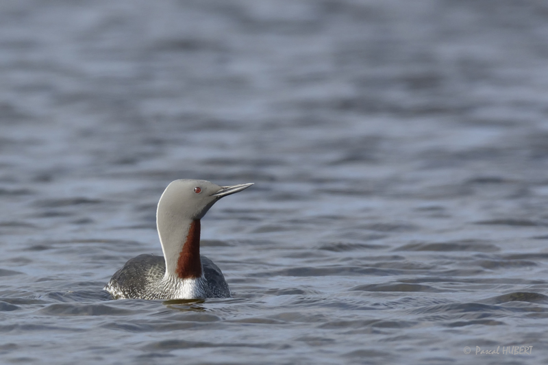 HBT HJATLAND BIRDS 2015-024.JPG