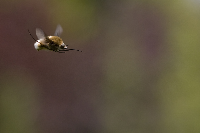 insecte non  identifiÃ©.jpg