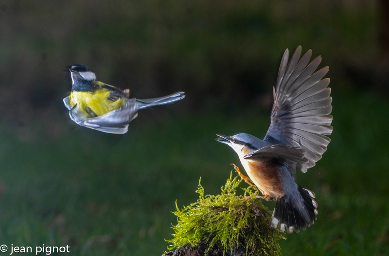 sitelle charbos-2.jpg