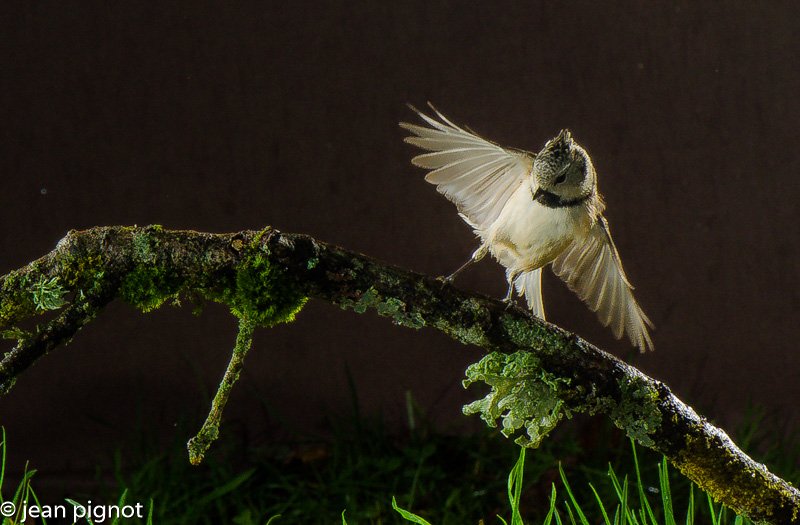 mesange huppé-4.jpg