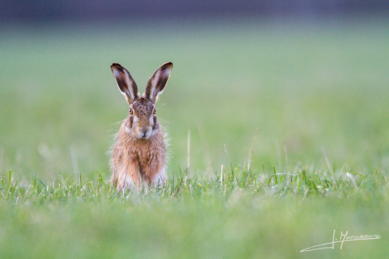 2013-02 lièvre d'Europe09.jpg