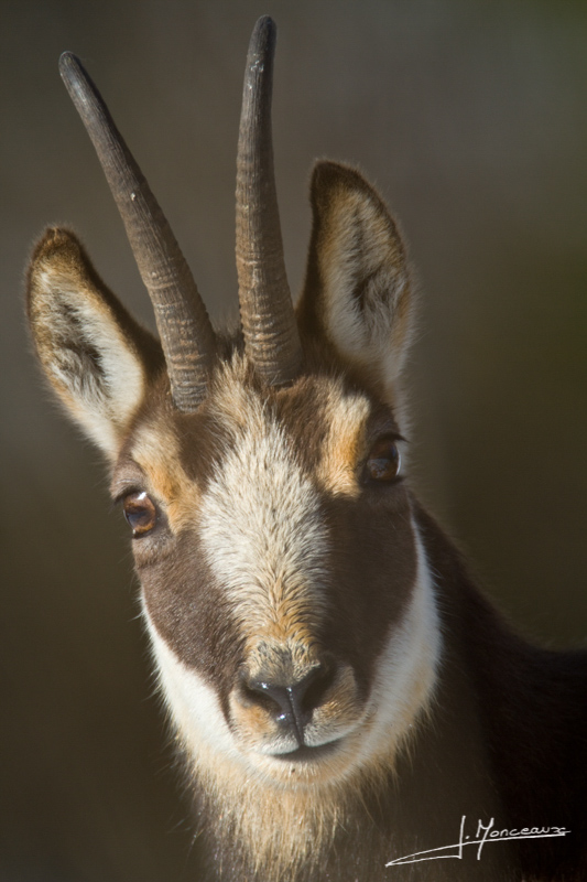 2014-02 chamois 01.jpg