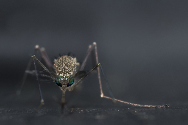moustique.jpg