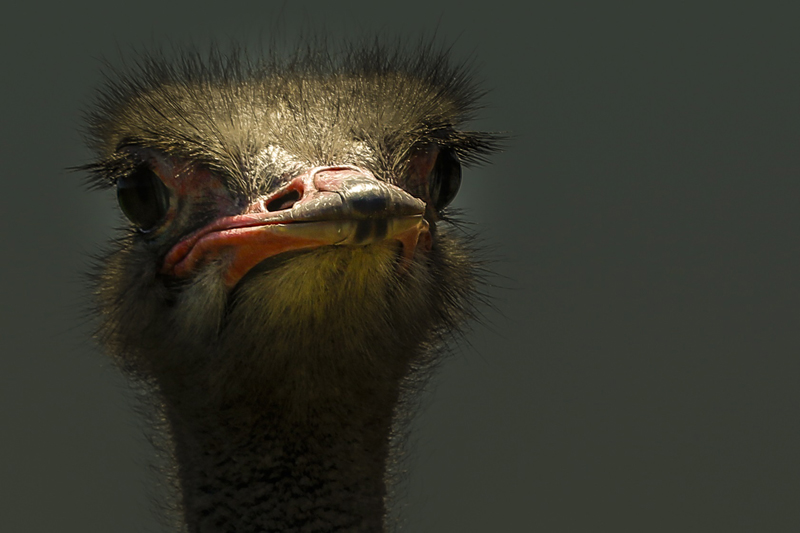 portrait autruche.jpg