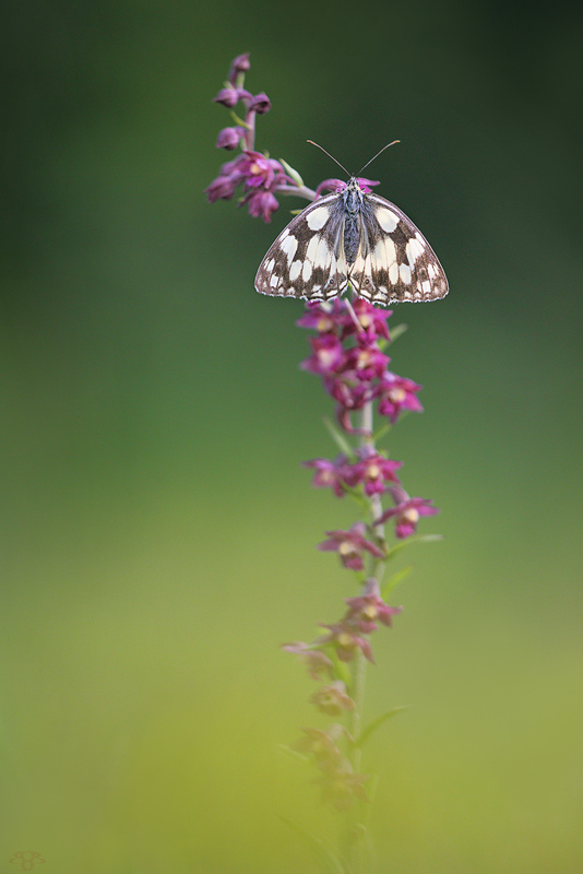 F_HFR BE CH Lommoye 25 06_74 Comp.jpg