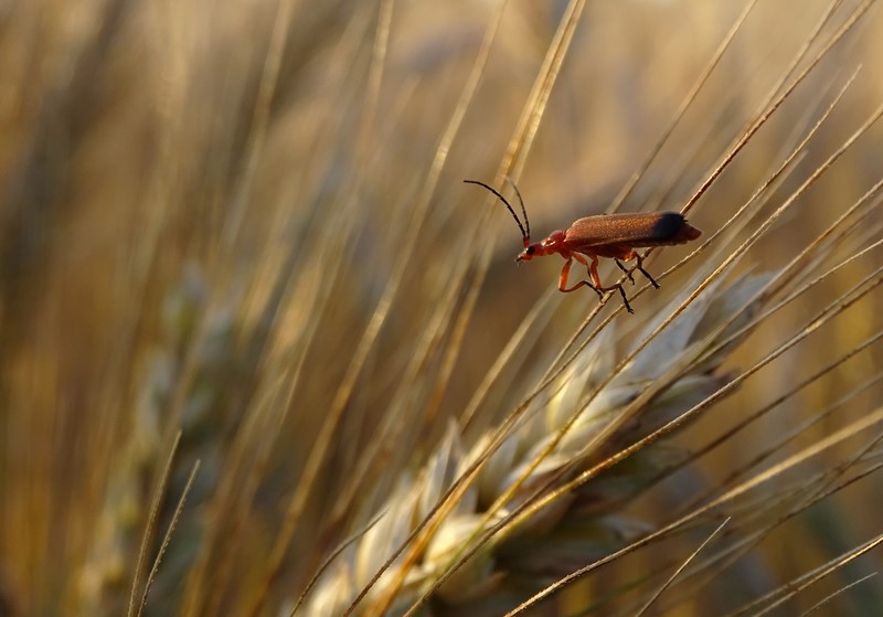 DSC00445 (Copier).JPG