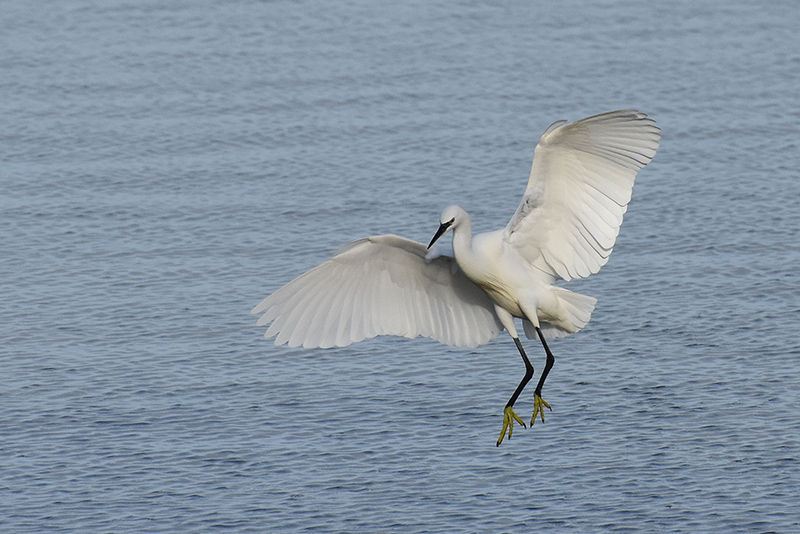 aigrette garzette.jpg