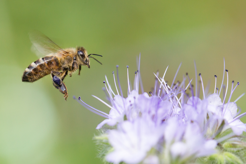abeille butineuse.jpg