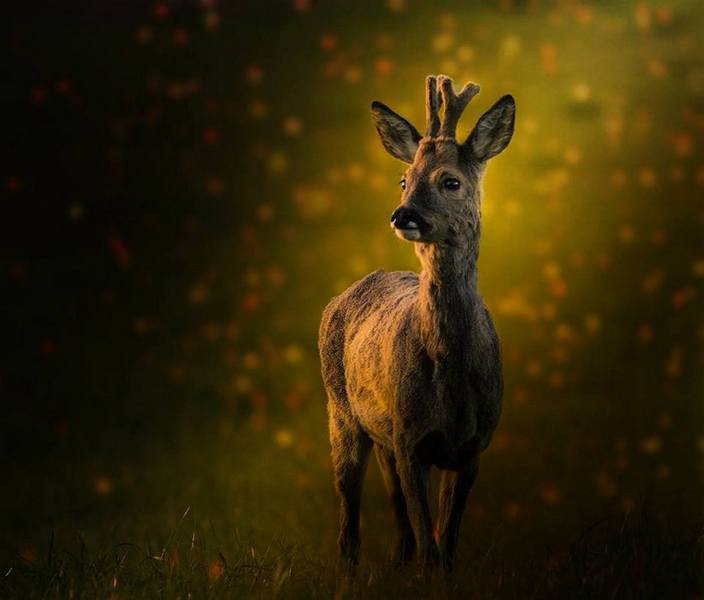 Image nature.jpg