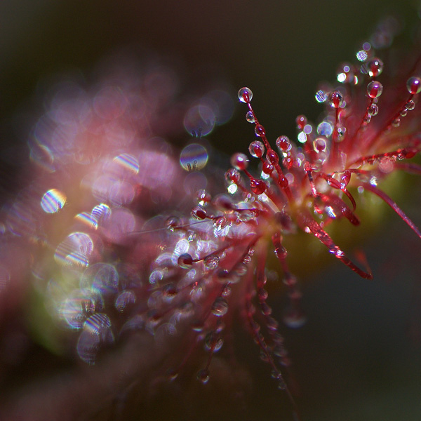 Drosera0926-2015-PS-01.jpg