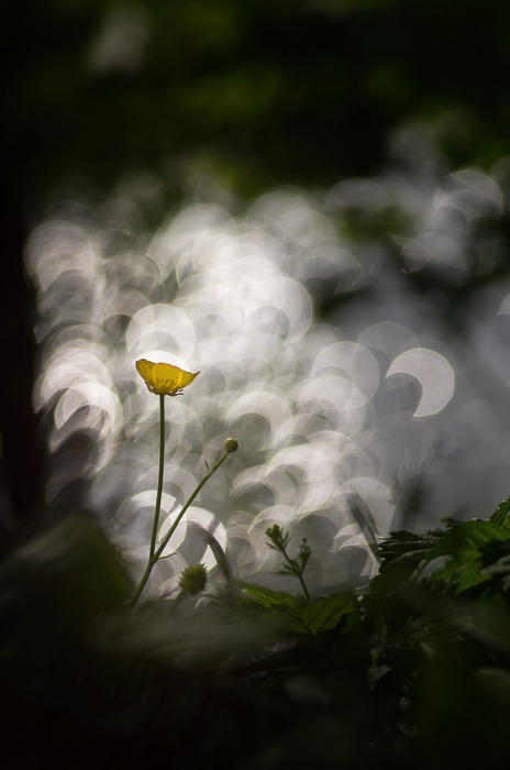 2015Ranunculus acris#1I&N2015.jpg