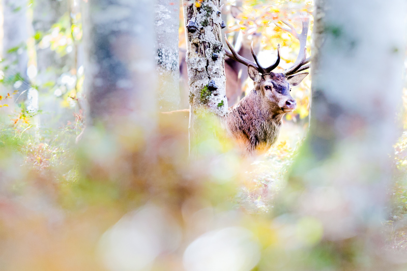 Cerf Elaph Fabien Dubessy.jpg