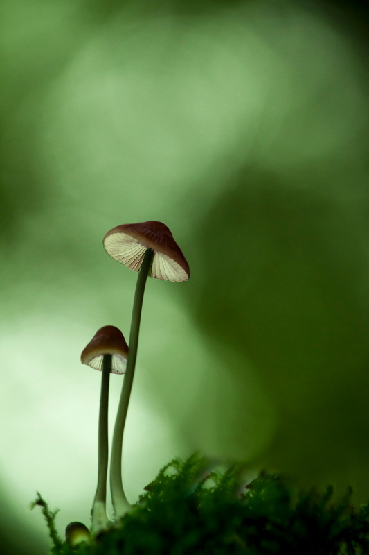 raw (23) 800px.JPG