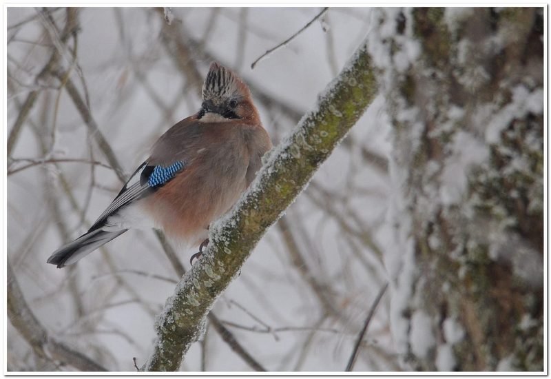 Février 2015 Geairard se demande ou il a caché ses glands..jpg