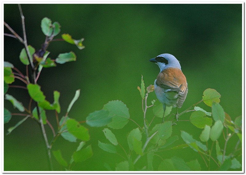 Juin 2015 les pies grièches sont arrivées.jpg