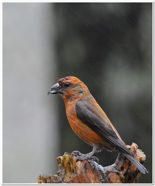 Mai 2015 Bec croisé des sapins sous la pluie..jpg