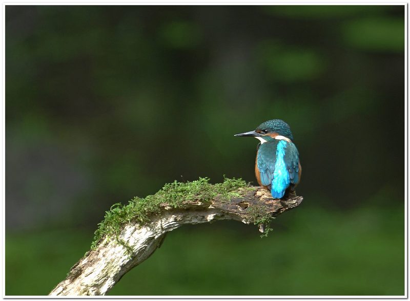 Septembre 2015 Jeune martin pecheur..jpg