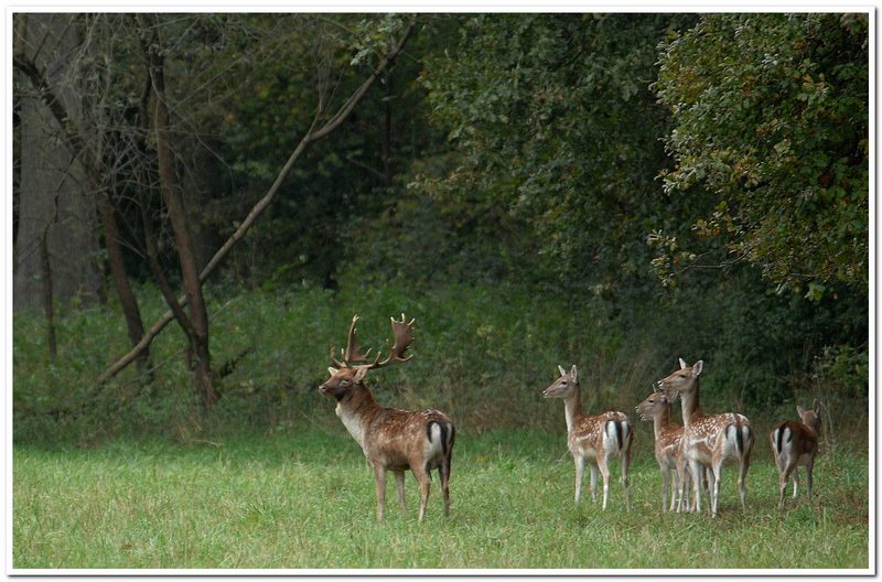 Octobre 2015 C'est le raire du daim..jpg
