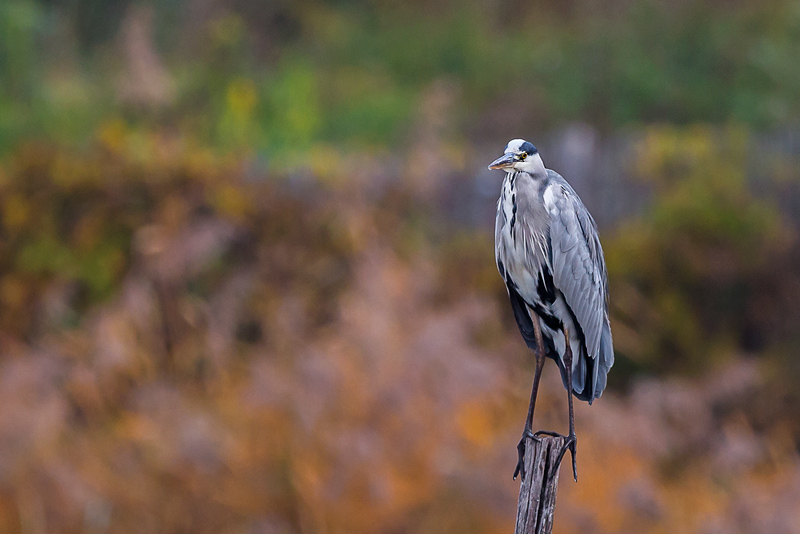 _IJA8819 Héron cendré.jpg