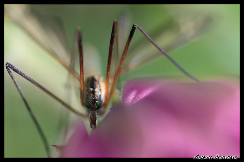 macro 2014-04-20 0001.jpg