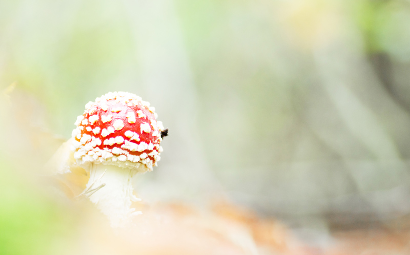comestible une fois.jpg