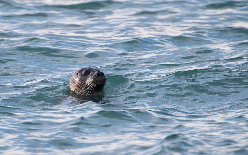 Copie de Copie de IMG_6451.JPG