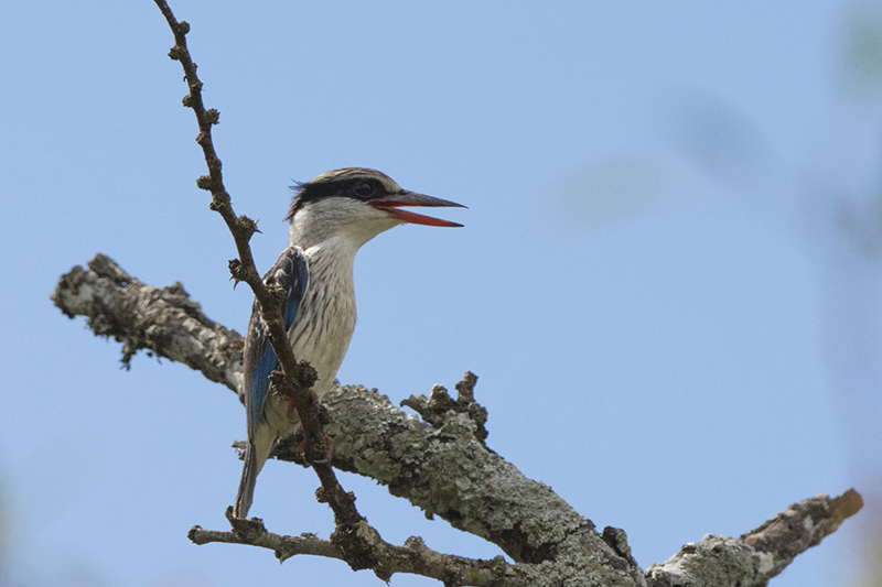 297-Martin chasseur strié.jpg