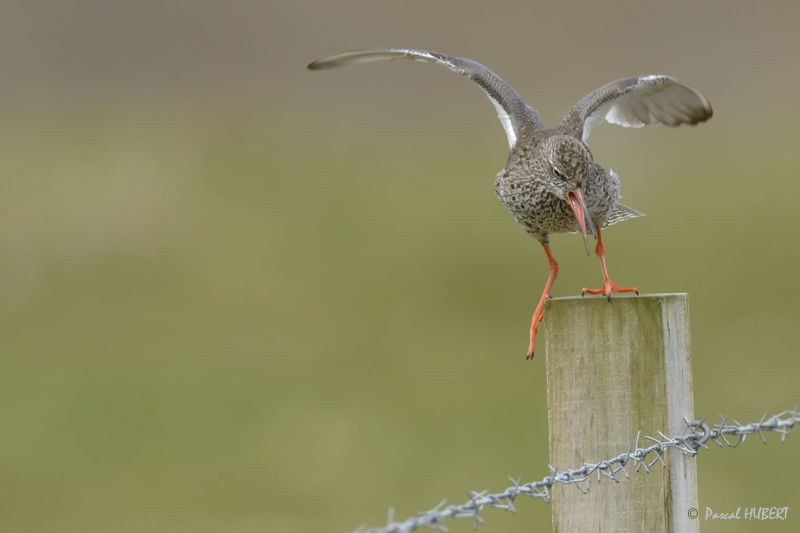 HBT HJATLAND BIRDS 2015-052.JPG