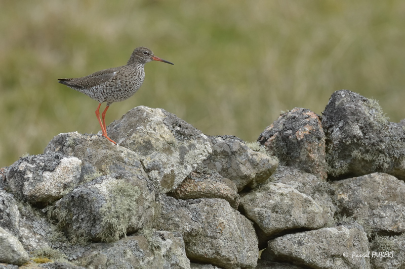 HBT HJATLAND BIRDS 2015-054.JPG