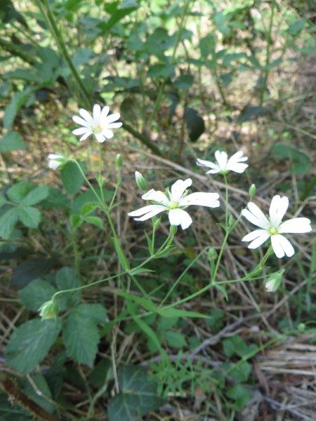 AVRIL 2015 (75) .jpg