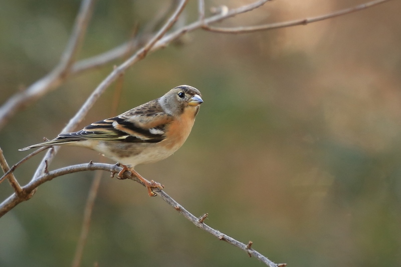 Pinson du nord (800x533).jpg