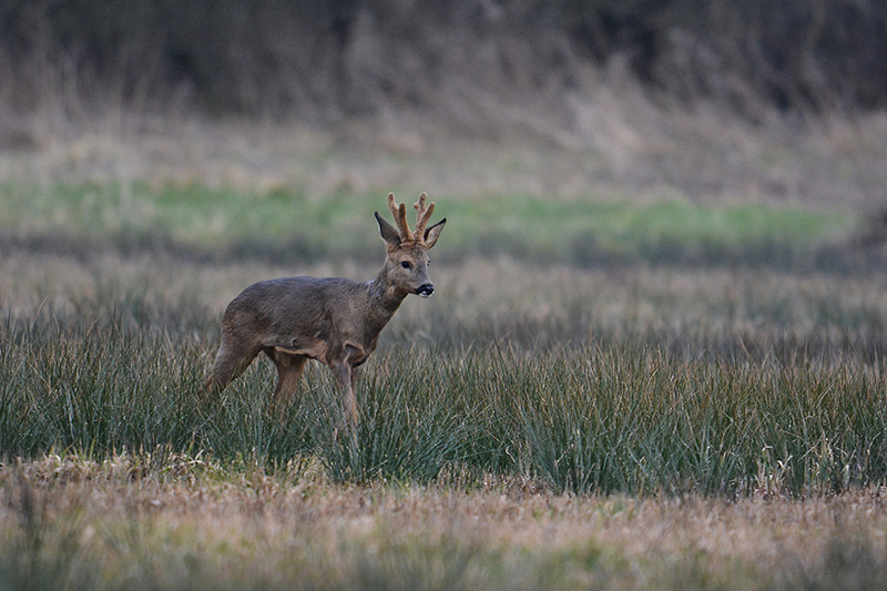DSC_3729f.jpg
