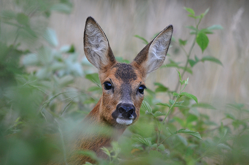 DSC_7623f.jpg