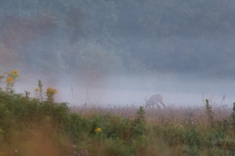 Emporté par la brume.jpg
