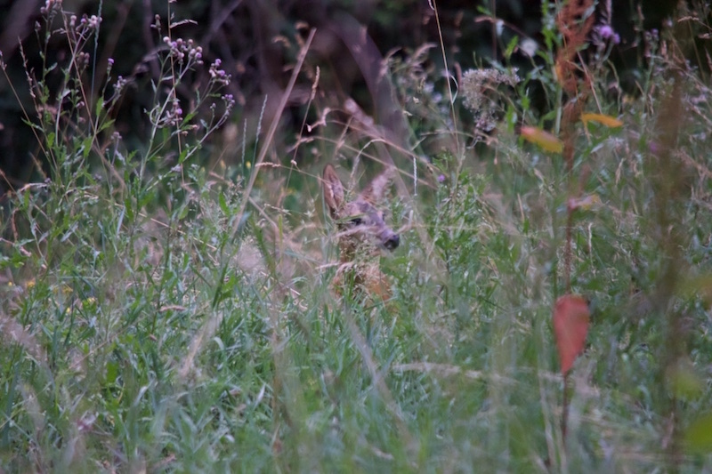 DSC_0181.jpeg