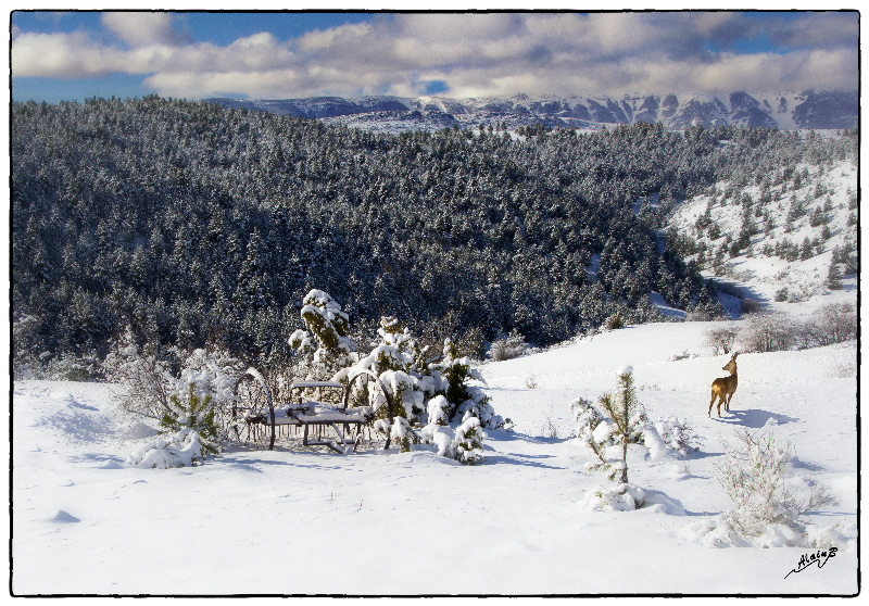 Chevreuil-en-hivers.jpg