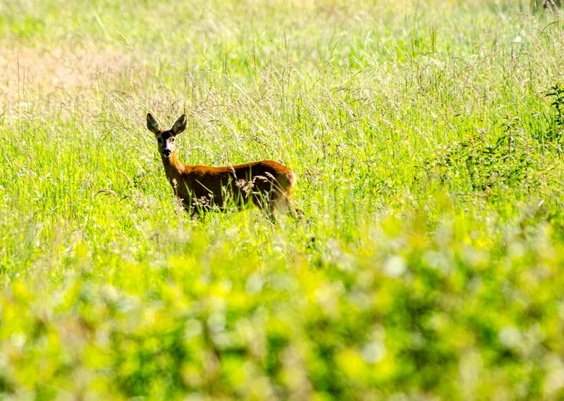 DSC_4338_1.jpg