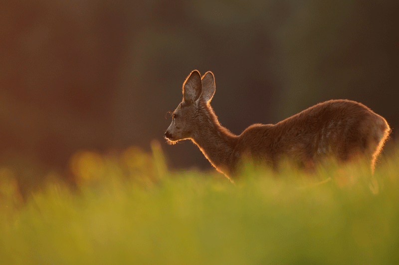 DSC_1869-1.gif