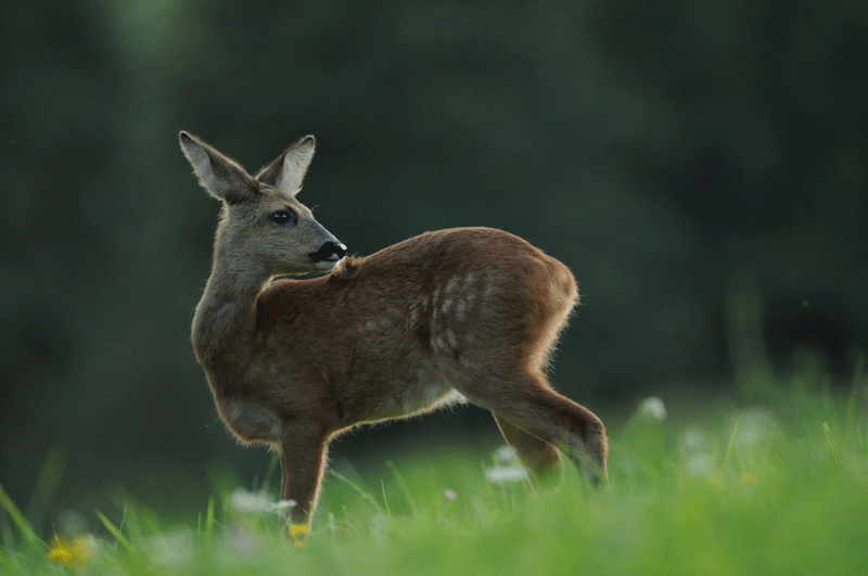 DSC_1876-1.gif