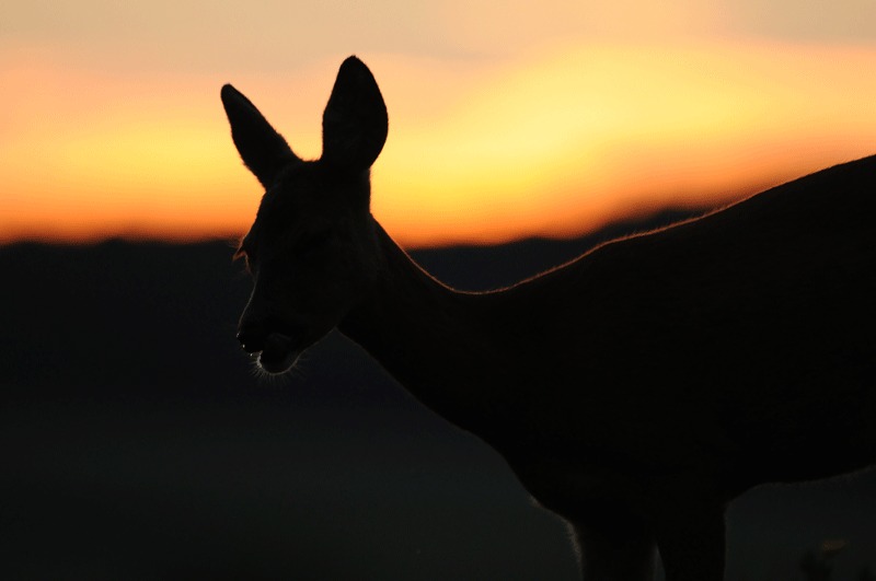 DSC_1881-1.gif