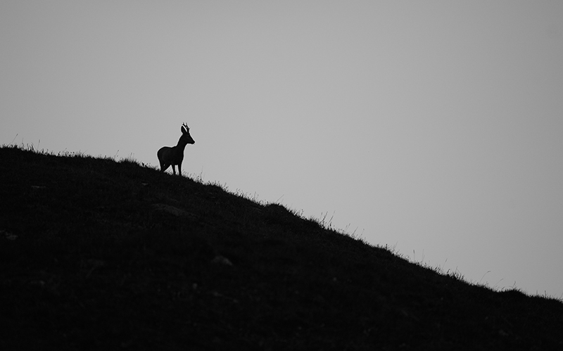 DSC_8778.jpg