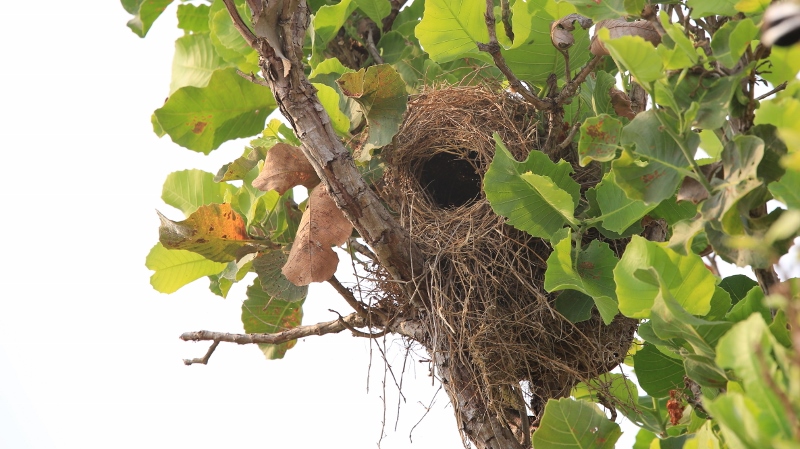 69 Tyran quiquivi.jpg