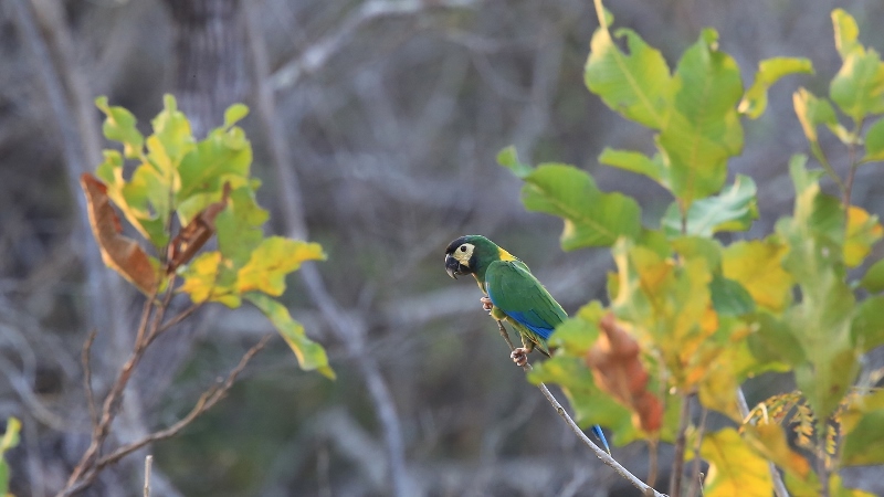 97 Ara à collier jaune.jpg
