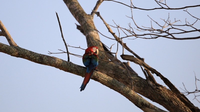 99 Ara chloroptère.jpg