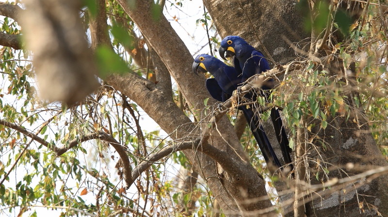 100 Ara hyacinthe.jpg