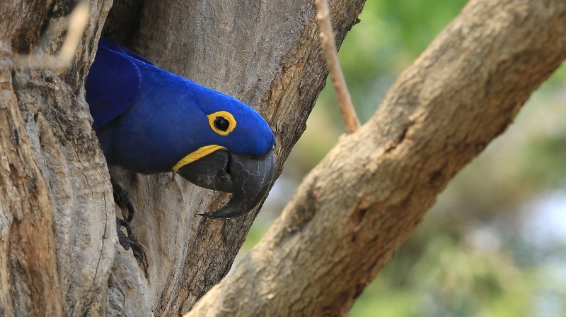 101 Ara hyacinthe.jpg