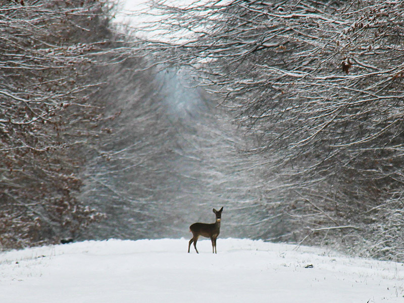 21 Janvier 2013 foret montargis 030 (22)ya.jpg